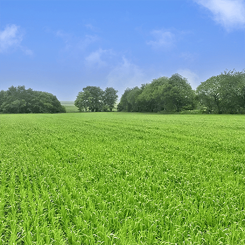 La ferme Saint Germain en Charente Maritime, cultures d’avoine en biodynamie